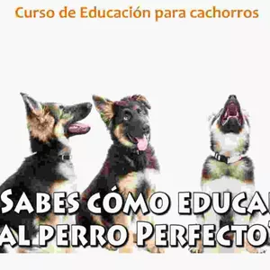 Imagen de portada para Curso online Como educar a tu Cachorro Perfecto