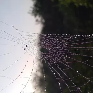 Imagen de portada para Curso online Paisa