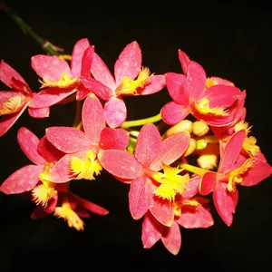 Imagen de portada para Ebook "Orquídeas: Descubre el Secreto para Cultivar Flores Deslumbrantes"
