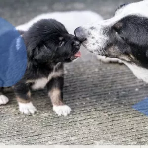 Imagem de capa para o Ebook Treinamento para Filhotes: Dicas e Truques para Treinar Seu Cachorro