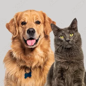 Imagem de capa para o Ebook Guia Completo de Bem-Estar para Cães e Gatos.