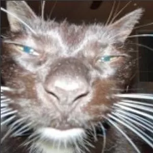 Cover image for Online course TESTE