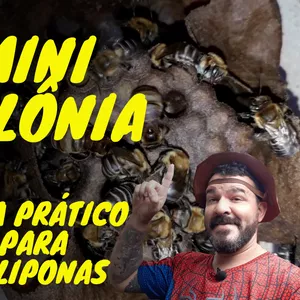 Imagem de capa para o Ebook Mini colônias - Guia Prático para Meliponas