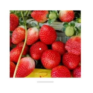 Imagem de capa para o Curso online Plantação De Morangos Cultivo Semi-Hidropônico 