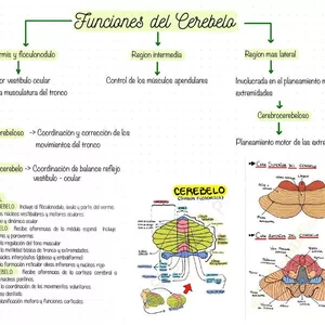 Imagen de portada para Curso online Clases de anatomía humana 