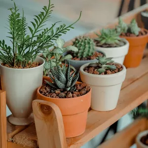 Imagem de capa para o Ebook Descubra o poder dos banhos de ervas 