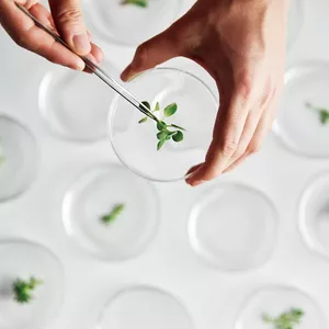 Imagen de portada para Curso online Curso introducción a la hidroponía