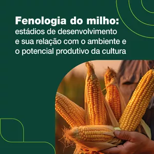 Imagem de capa para o Curso online Fenologia do milho: estádios de desenvolvimento e sua relação com o ambiente e o potencial produtivo