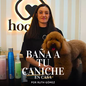Imagen de portada para Curso online Cómo bañar y secar a tu Caniche en casa