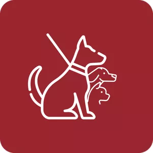 Imagem de capa para o Curso online Mentoria cão completo: Tudo que você precisa aprender para resolver problemas comportamentais e adestramento para seu cão.