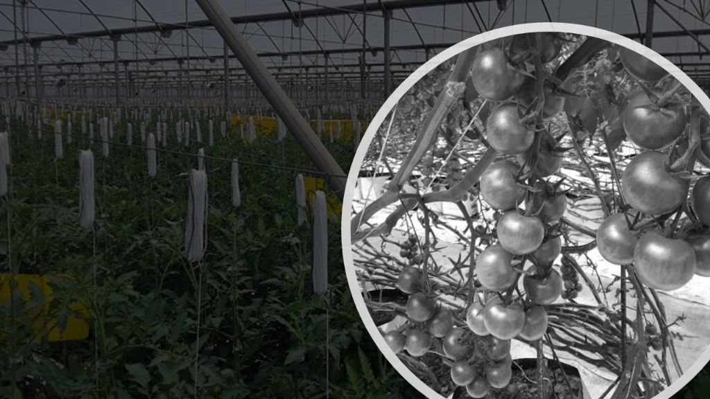 Plantilla Excel para Calculo de fertilizante aplicado al suelo
