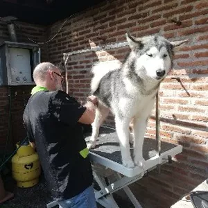 Imagen de portada para Curso online Curso de morfología canina 