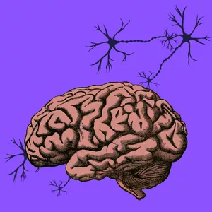 Imagem do curso Neurociência e Psicologia