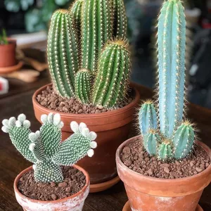 Imagem de capa para o Ebook CRIAÇÃO DE CACTOS MANDACARU