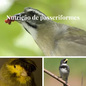 Capa do curso 