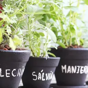 Imagem de capa para o Curso online Plante seus condimentos em casa