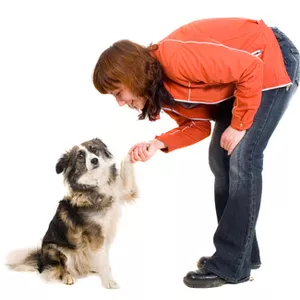 Cover image for Ebook The Basics of Training Your Dog