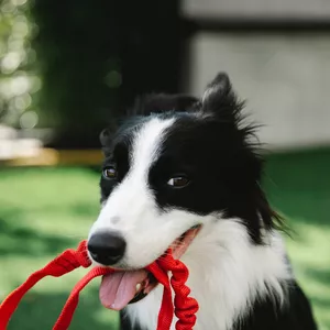 Imagem de capa para o Ebook ADESTRAMENTO FÁCIL DE CÃES