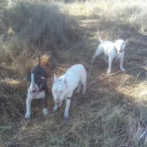 Imagen de portada para Curso online Etologia Canina