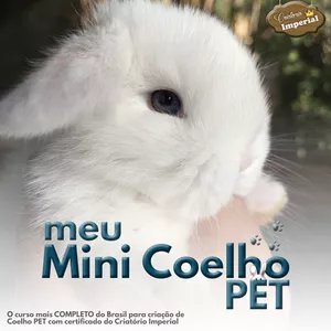 Imagem de capa para o Curso online Aprenda como cuidar do seu coelhinho PET.