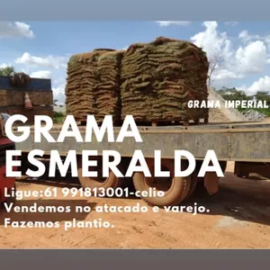 Imagem de capa para o Curso online Grama esmeralda imperial 
