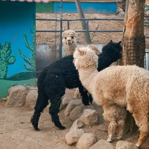 Imagen de portada para Curso online Desarrollo de Habilidades Técnicas en la Producción Alpaquera