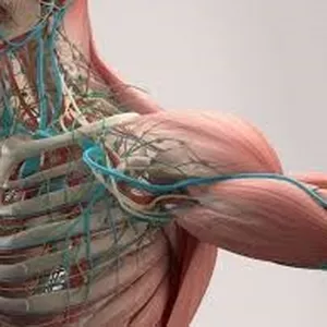 Imagem de capa para o Ebook PT Livro ilustrado de Anatomia