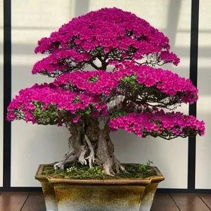 Imagen de portada para Ebook CURSO CULTIVO DE BONSAI