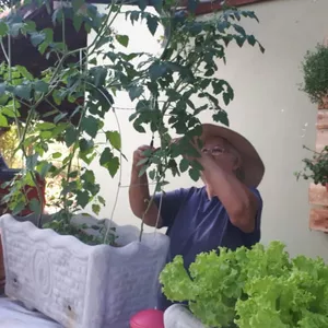 Imagem de capa para o Curso online Jardineira ornamental de tomatinhos cereja