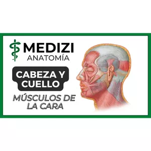 Imagen de portada para Ebook Anatomía de Cabeza y Cuello - Músculos de la cara (mímica facial y masticadores)