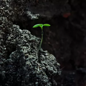 Imagen de portada para Ebook Despertar del alma: Descubre los códigos sagrados para tu evolución