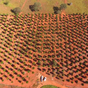 Imagem de capa para o Ebook Mogno Africano - E-book - Parque Florestal