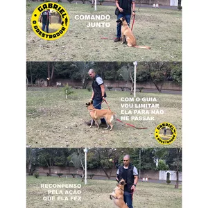 Imagem do curso Adestramento de Cães