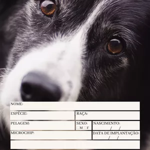 Imagem de capa para o Curso online Carteirinha Vacinação Pet - Border Collie