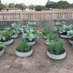 Imagem de capa para o Ebook Olericultura Agroecológica