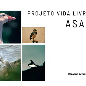 Imagem de capa para o Ebook Projeto Vida Livre - ASAS