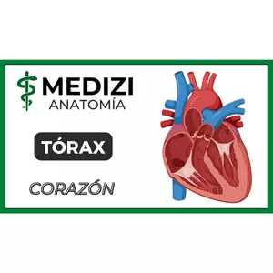 Imagen de portada para Ebook Anatomía del Tórax - Corazón