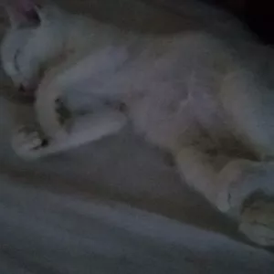 Imagem de capa para o Ebook LifeStyle Sowilo