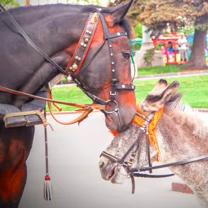 Imagem de capa para o Curso online Ternura