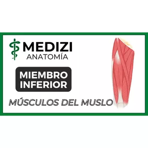 Imagen de portada para Ebook Anatomía de Miembro Inferior - Músculos del Muslo