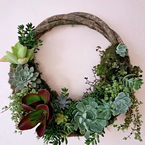 Imagem de capa para o Curso online Guirlanda de Suculentas Vivas: uma ideia encantadora.