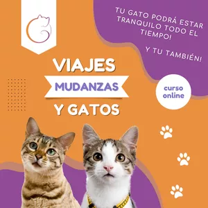 Imagen de portada para Curso online Viajes, Mudanzas y Gatos 