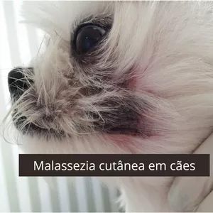 Imagem de capa para o Curso online Curso sobre Malassezia em Cães