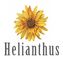 Helianthus