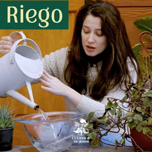 Imagen de portada para Curso online Riego para Plantas de Interior