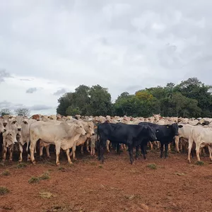 Imagem de capa para o Curso online Gestão de Pesagem e Produção na Recria e Engorda - planilha