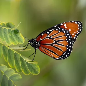 Imagem de capa para o Curso online Ritos e Ciclos do Feminino na Ginecologia Ayurveda