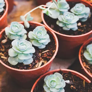 Imagem de capa para o Ebook Faturando Alto com Suculentas e Cactos