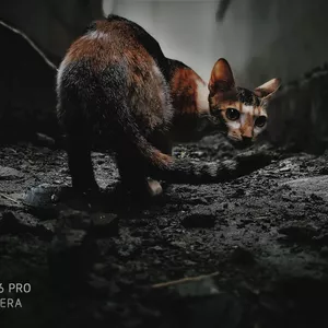 Imagem de capa para o Curso online Gato de Rua