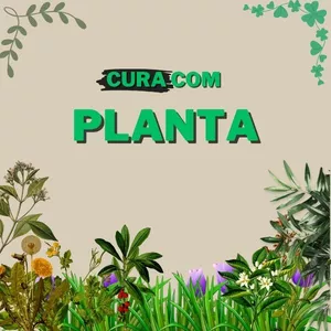 Imagem de capa para o Ebook Cura Com Planta